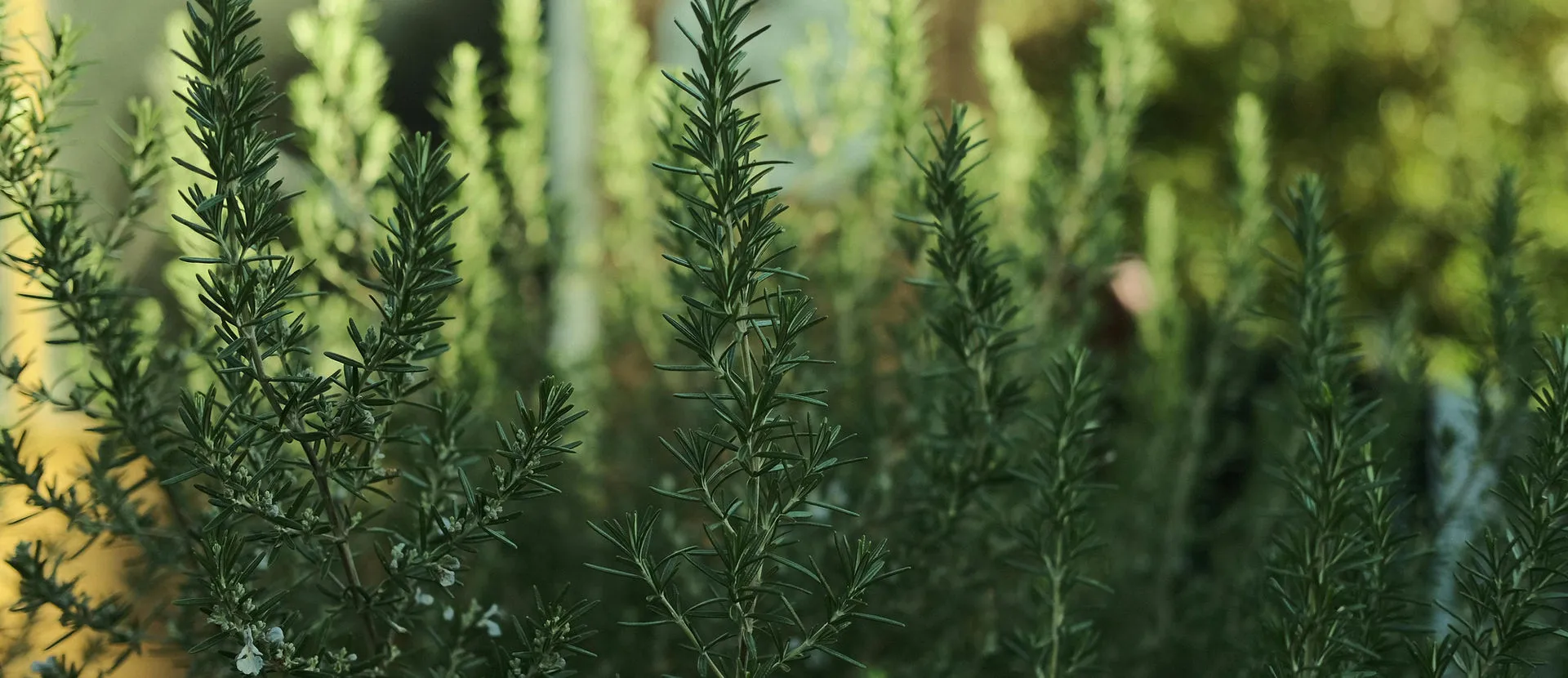 Fresh rosemary growing in a North Carolina garden